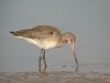 Black-tailed Godwit at Oxenham Farm (Steve Arlow) (38850 bytes)
